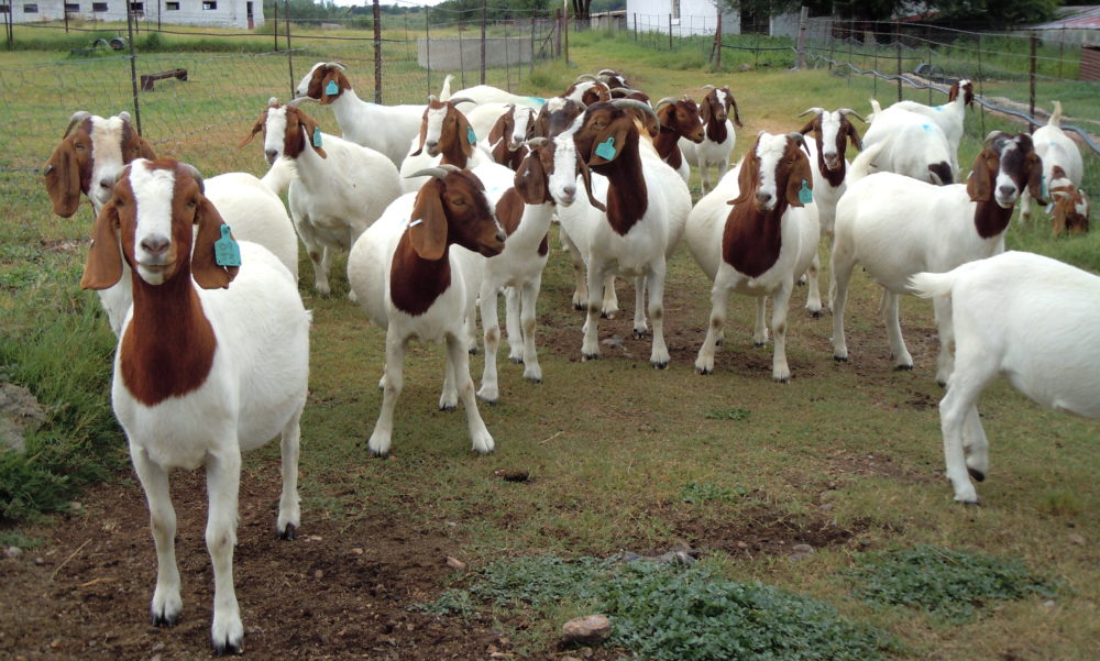 Starting Goat Farming Business in Zimbabwe and the Business Plan
