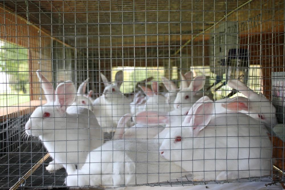 Rabbit Farming Business