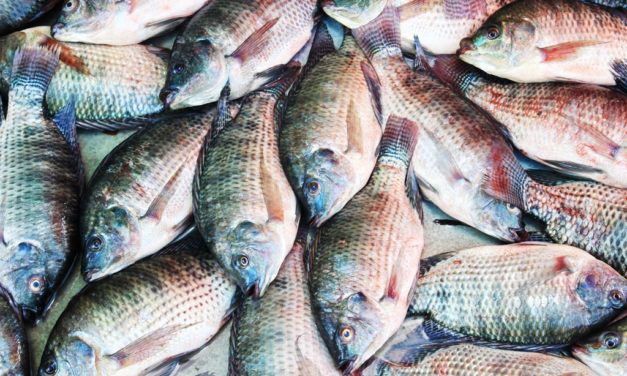 Starting Tilapia Fish Farming Business in Zimbabwe and the Business Plan