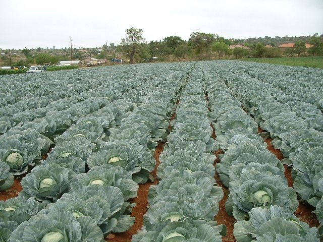 Starting Cabbage Farming Business In Zimbabwe and the Business Plan
