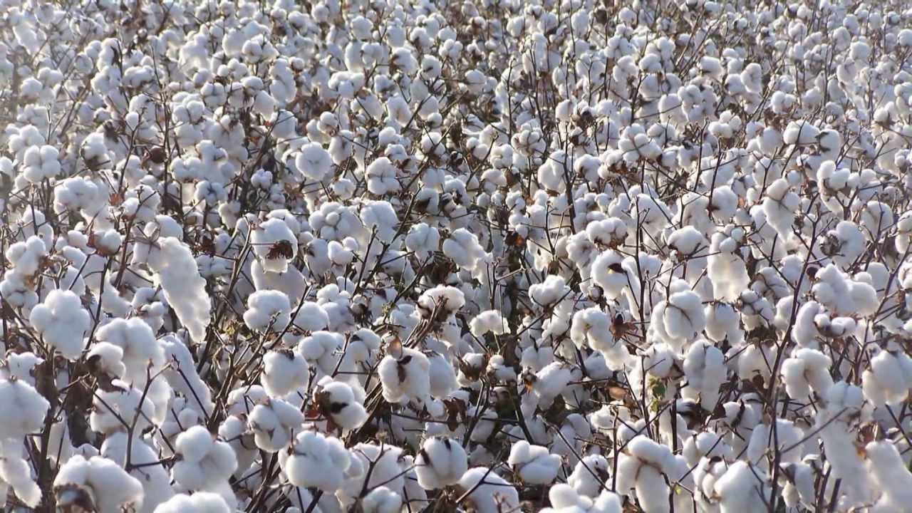 business plan cotton production in texas