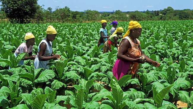 Starting Tobacco Farming Business In Zimbabwe