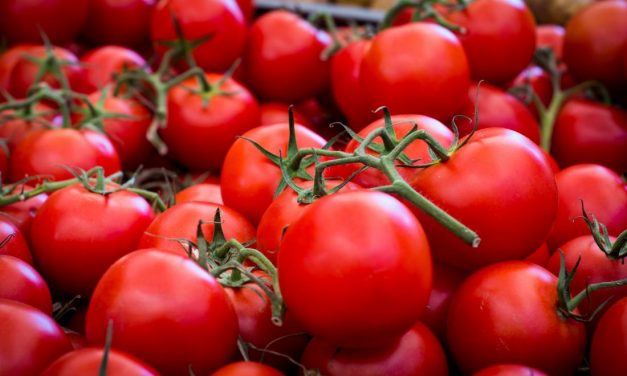 Starting Tomato Farming Business In Zimbabwe And The Business Plan