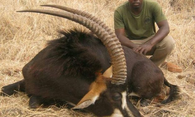 Interview with a Safari Operator: Hartley Simbarashe Gweshe