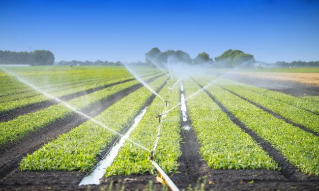 The future of the agriculture industry as government scales back on Command Agriculture funding