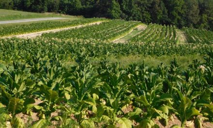 Tobacco and cotton farmers to get only 20% in foreign currency
