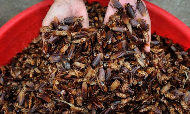 Cockroach farming in China, forest cities, tenants’ rewards and more!