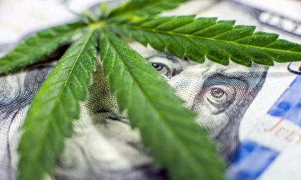 Cannabis business: 37 Mbanje investors to be licenced!