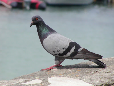 Expensive pigeon, homeless people employed and other new stories