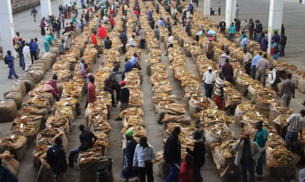 False start as tobacco marketing season opens!