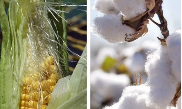 Cabinet approves new cotton, maize producer prices
