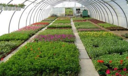 10 Horticulture Business Opportunities In Zimbabwe