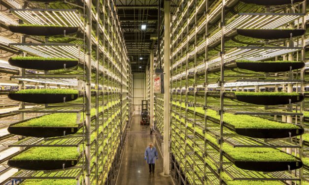 Vertical Farming: The Next Big Thing In Farming
