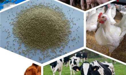 Livestock feed business idea for Zimbabwe