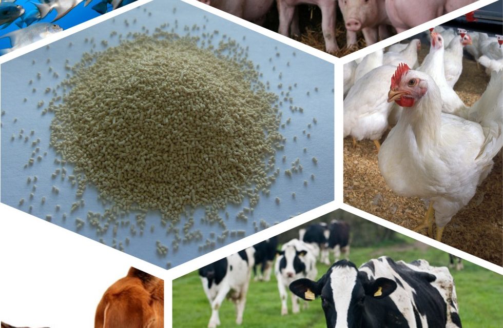 Livestock feed business idea for Zimbabwe