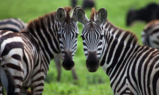 Forget Unicorns, what Zimbabwe needs are more Zebras