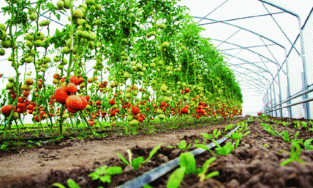 Horticultural Exports Opportunities Set To Increase Following Deal With Netherlands