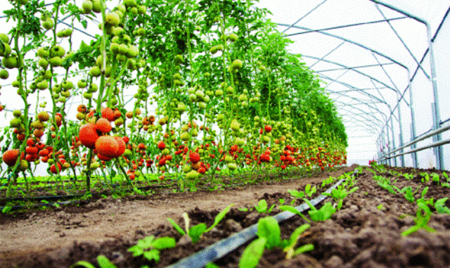 Horticultural Exports Opportunities Set To Increase Following Deal With Netherlands