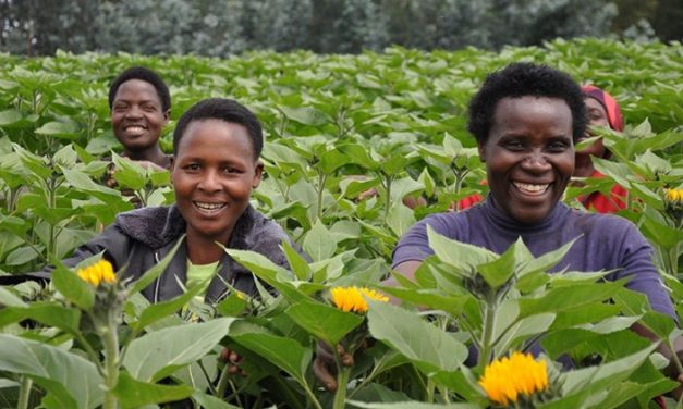 Cash generating export crops for Zimbabwe