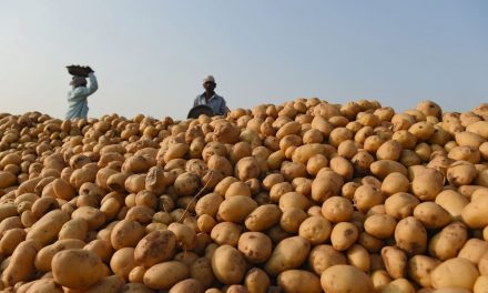 Important Things To Know About Potato Farming in Zimbabwe