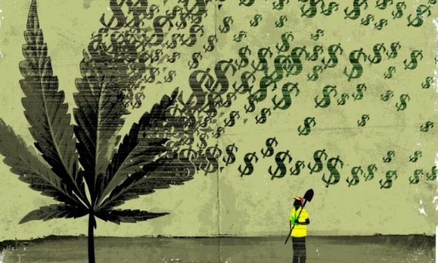 Is a marijuana/mbanje growing license worth it?