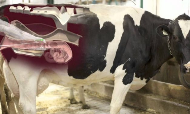 How to start a cattle artificial insemination business