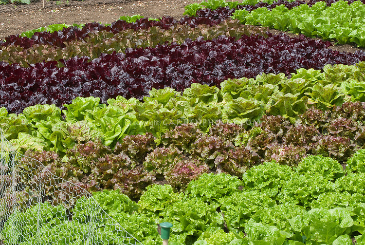 Lettuce Farming in Zimbabwe