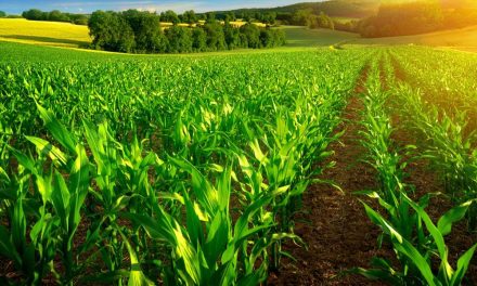 Top Crop Farming Business Ideas For Zimbabwe