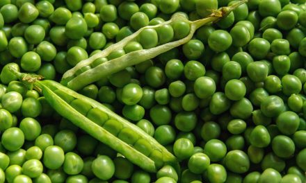 What You Need To Know About Peas Farming in Zimbabwe