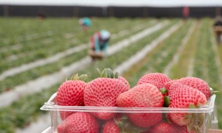 What You Need To Know About Strawberry Farming in Zimbabwe