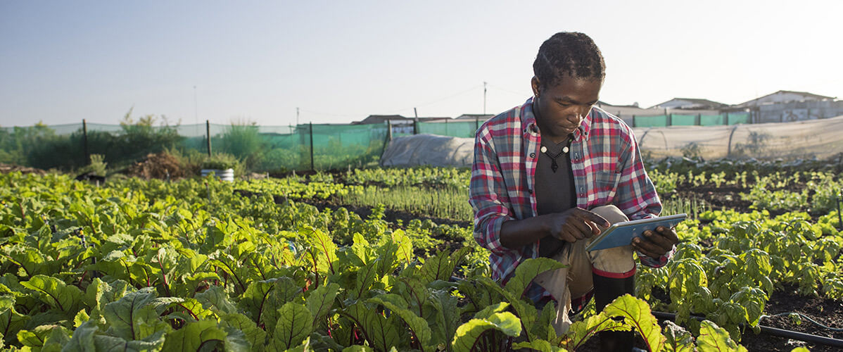 Agriculture Support Services In Zimbabwe
