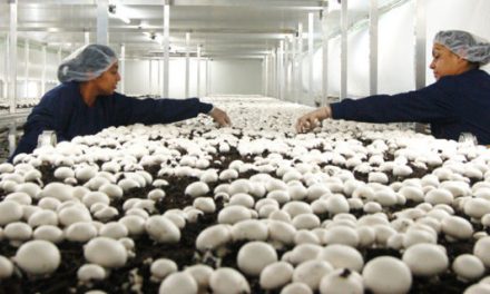 Start a mushroom farming business in Zimbabwe