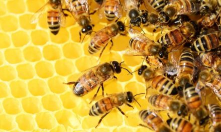 Start a beekeeping business in Zimbabwe