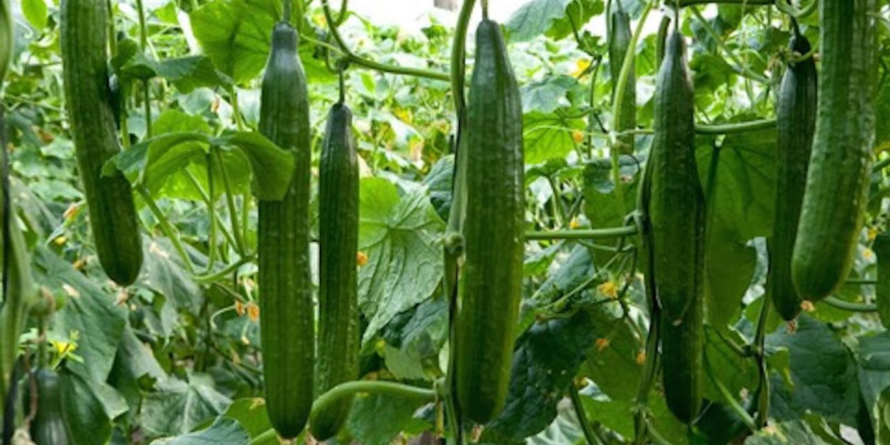 Starting A Cucumber Farming Business