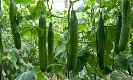Starting A Cucumber Farming Business