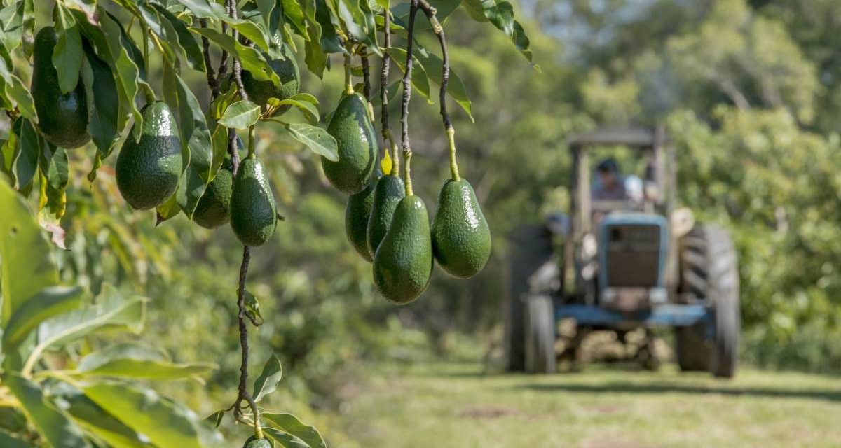 Starting An Avocado Farming Business In Zimbabwe