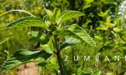 Africa University Develops Zumbani Cough Drops