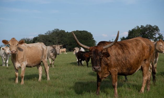 Starting A Cattle Ranching Business In Zimbabwe