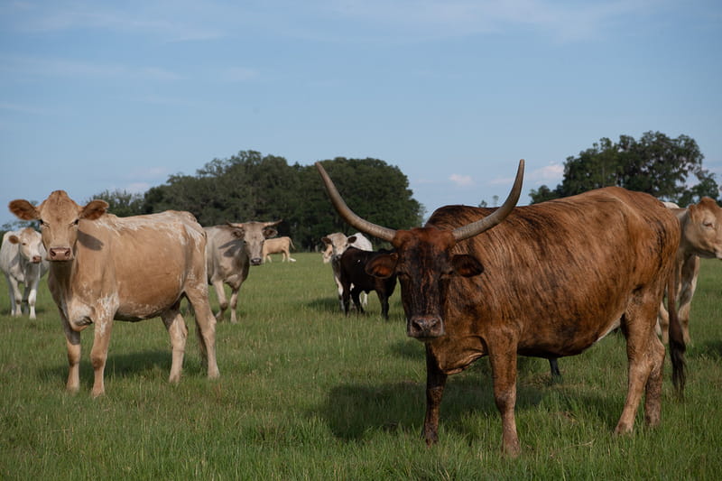 Starting A Cattle Ranching Business In Zimbabwe