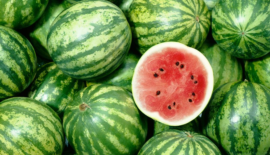 Starting A Watermelon Farming Business In Zimbabwe