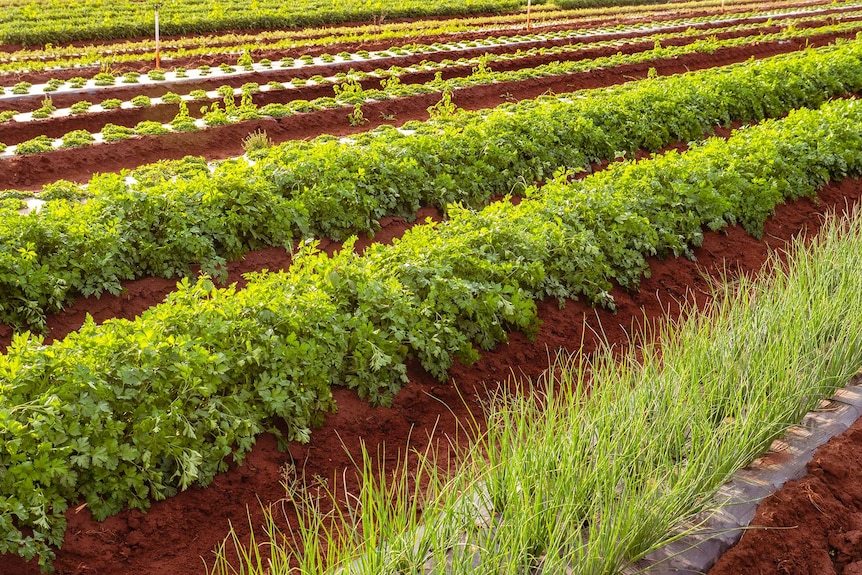 Profitable herb growing business ideas for Zimbabwe