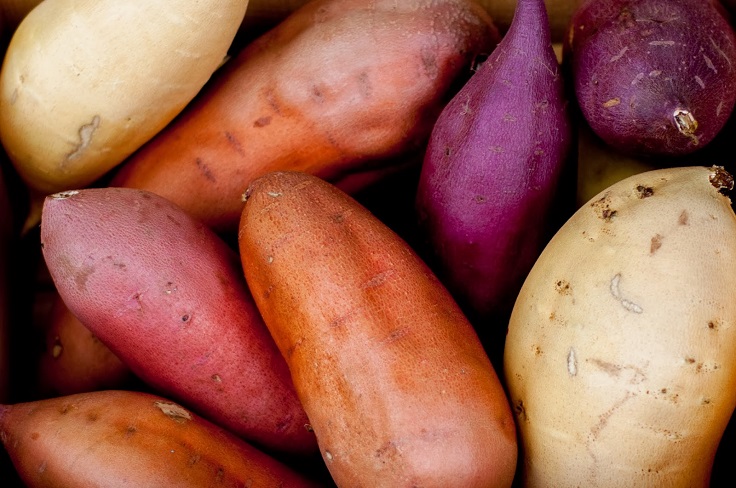 Starting A Sweet Potato Farming Business in Zimbabwe