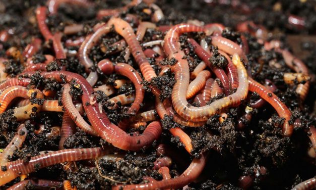 The Ever Increasing Popularity Of Vermicompost In Zimbabwe