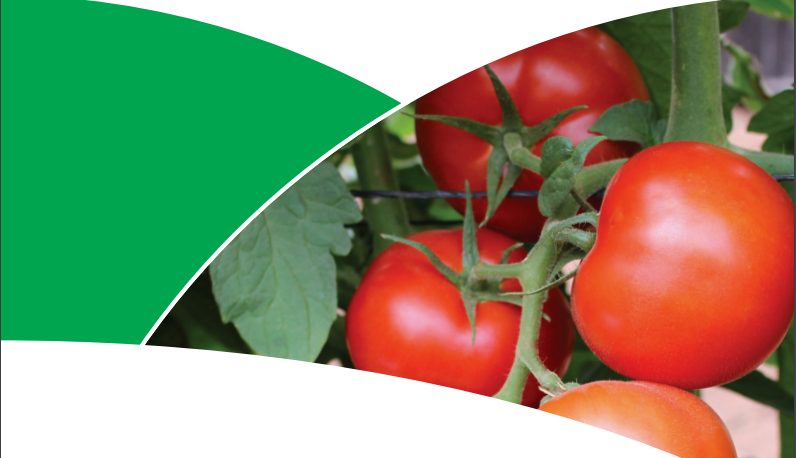 Trinity: The Tomato Variety Zimbabwean Farmers Are Talking About