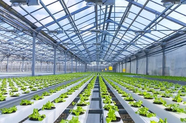 The best crops to grow in hydroponic systems