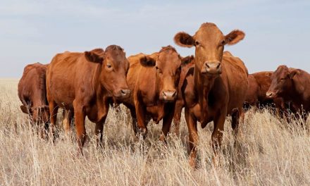 E-Livestock Cattle Logging System Unveiled In Zimbabwe: A First In Africa