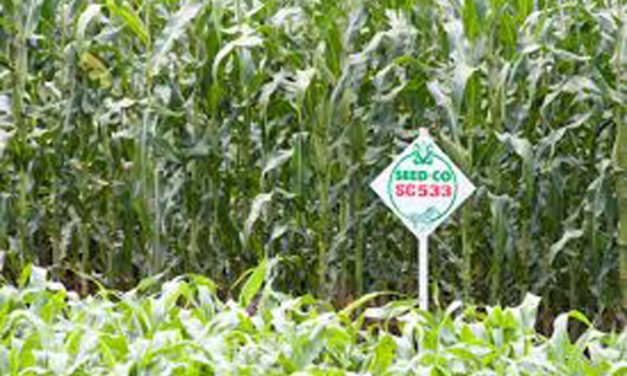 SeedCo is back on the ZSE; what happened?