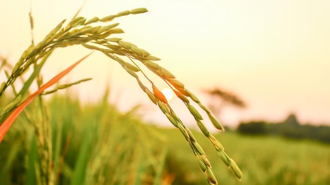 How To Start A Rice Farming Business In Zimbabwe
