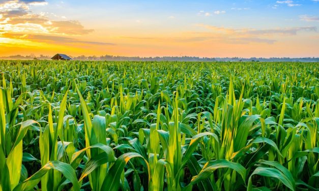 Nyaradzo Group Diversifies Into Agriculture