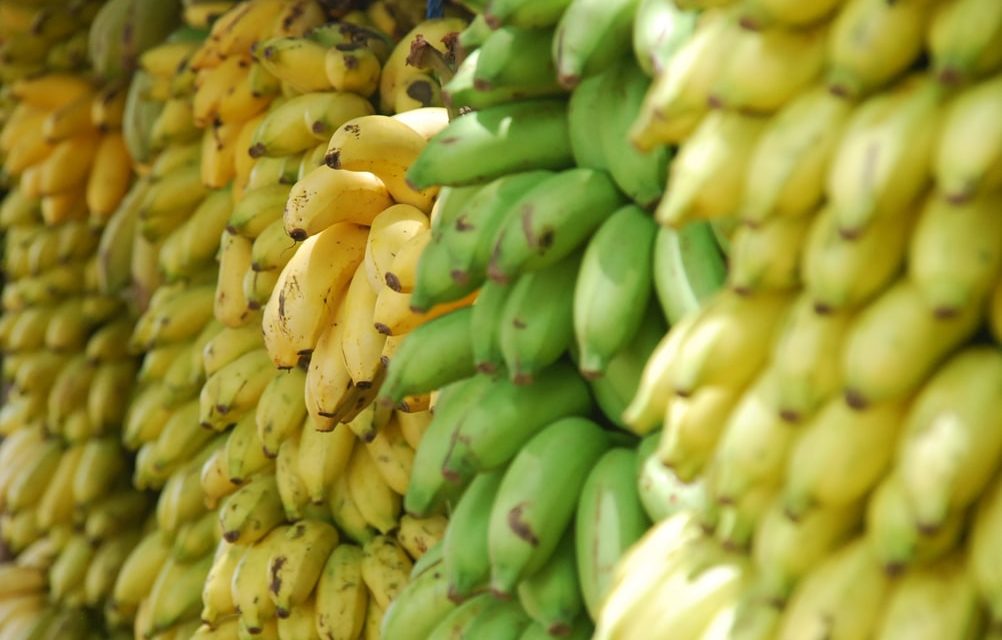 Preservation And Processing Of Bananas